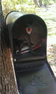 Frill Necked Mail Box