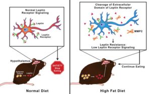 mmp2-leptin-overeating