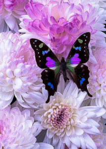 Beautiful Butterfly