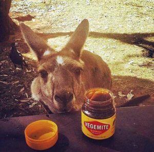 Magpie Kangaroo And Vegemite