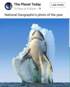 National Geographic Shark - Pic Of The Year