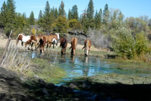 Wild_Horses_Drinking