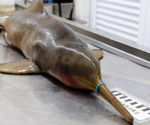 The Tragedy of a Dead Dolphin