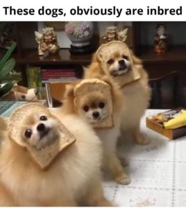 InBred Dogs