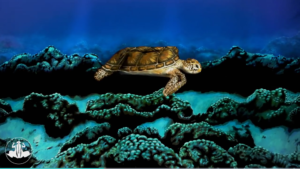 Sea Turtle