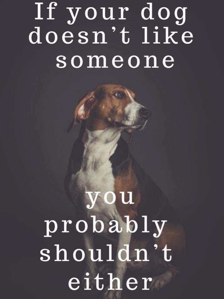 If Your Dog Does Not Like Someone