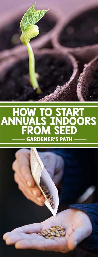 How To Start Annuals Indoors From Seed 