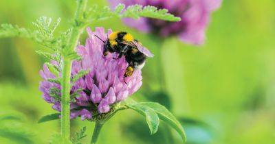 Bee On Flower