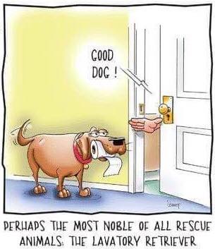 Noble Rescue Dog