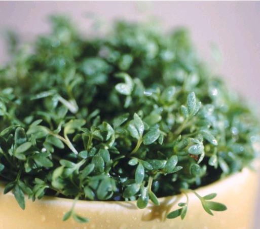 Thyme