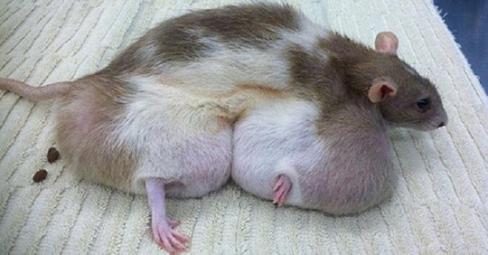 Rodent With GMO Caused Cancers
