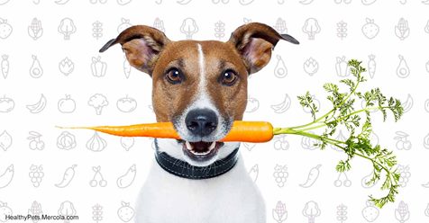 Never Feed Your Dog These Fruits and Veggies