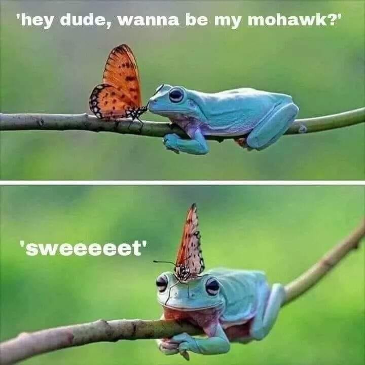 Frog Mohawk