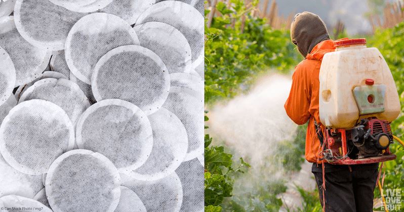 How Much Pesticide Would You Like In Your Tea?