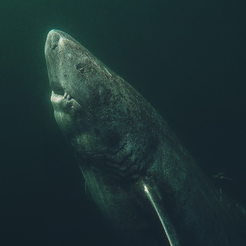 400-year-old Greenland shark ‘longest-living vertebrate’