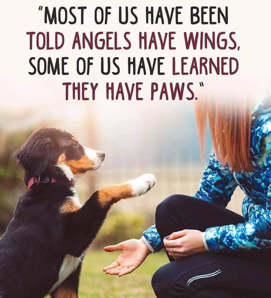 Angels Have Paws