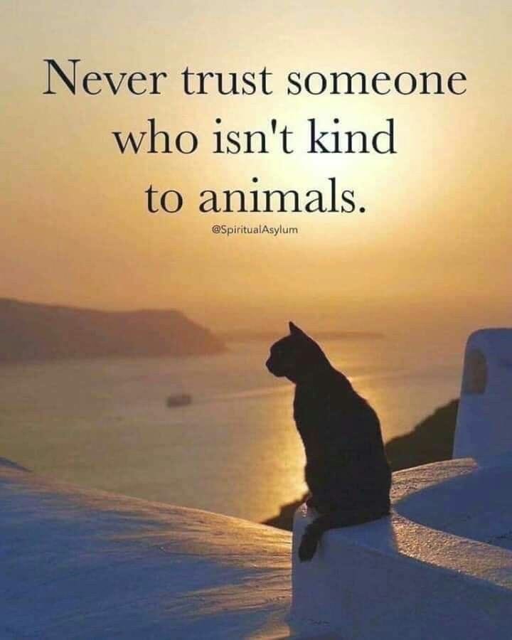 Never Trust Someone Not Kind To Animals