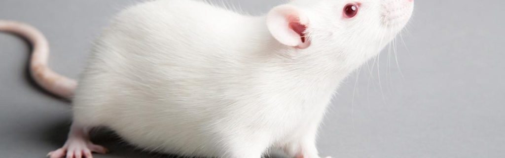 Glyphosate Causes Serious Multi-Generational Health Damage to Rats