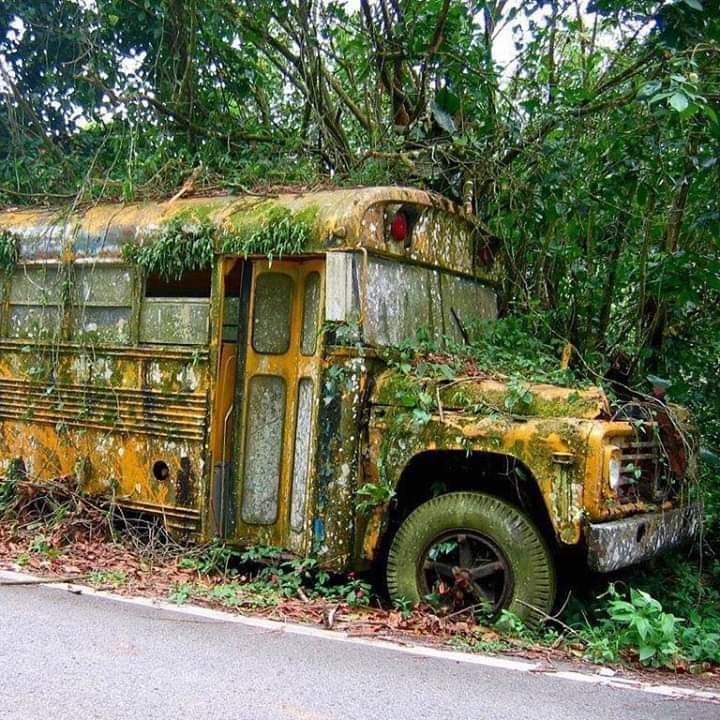 Abandoned School Bus