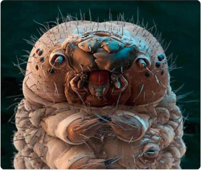 Demodex Mite