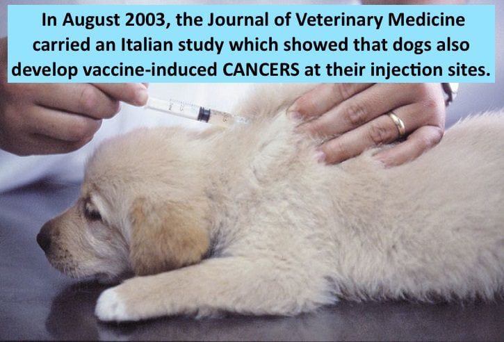 Vaccines Cause Cancer In Pets