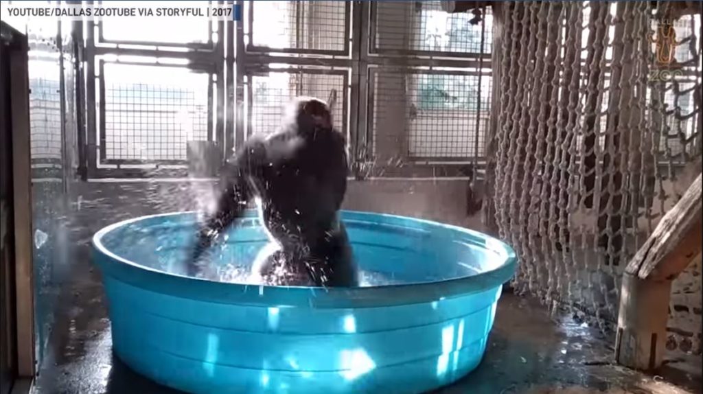 Gorilla dances in a paddle pool like nobody's watching