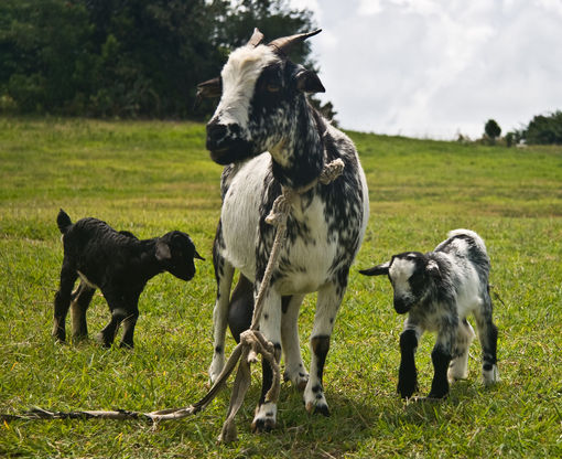 Goat and kids