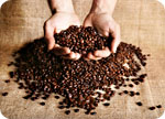 Hands holding coffee beans