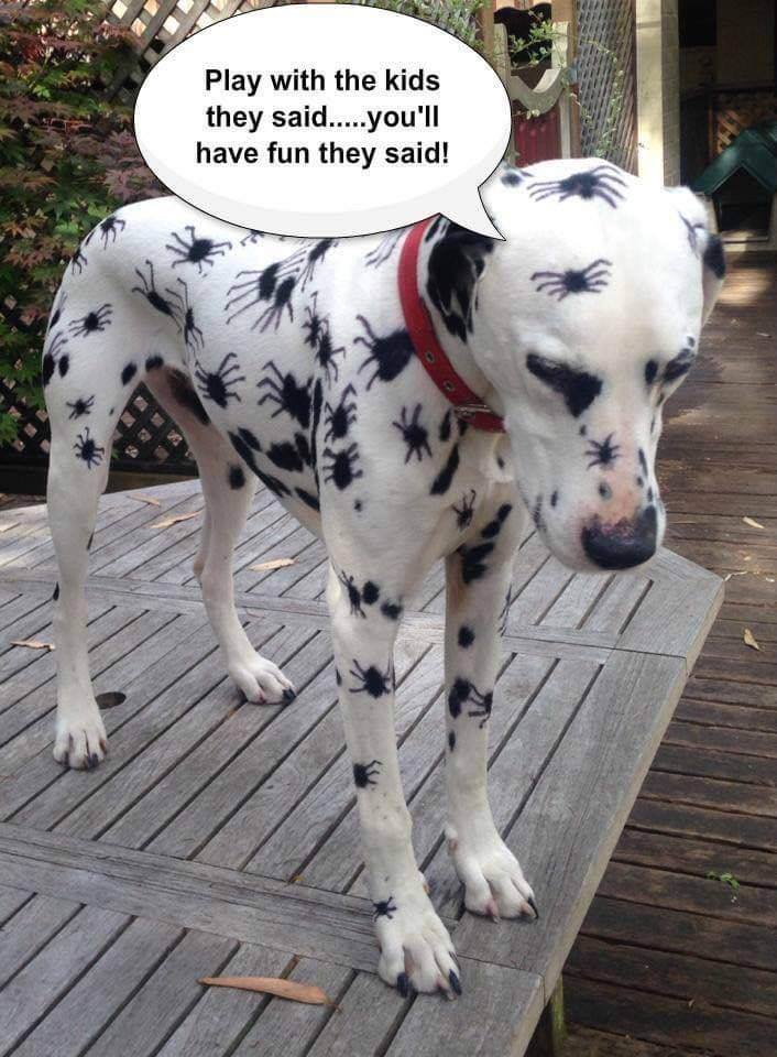 Spider Dalmation