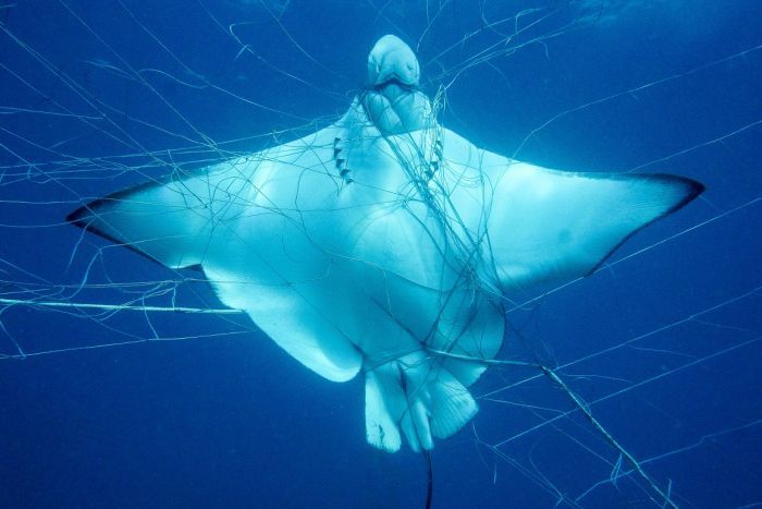 StingRay In Shark Net