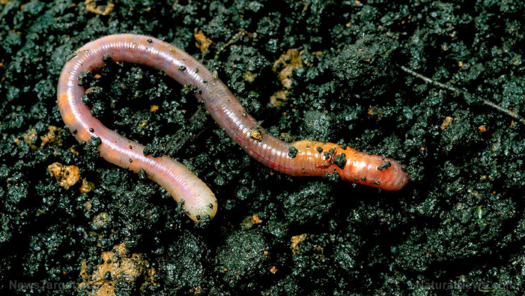 Earthworm in Soil