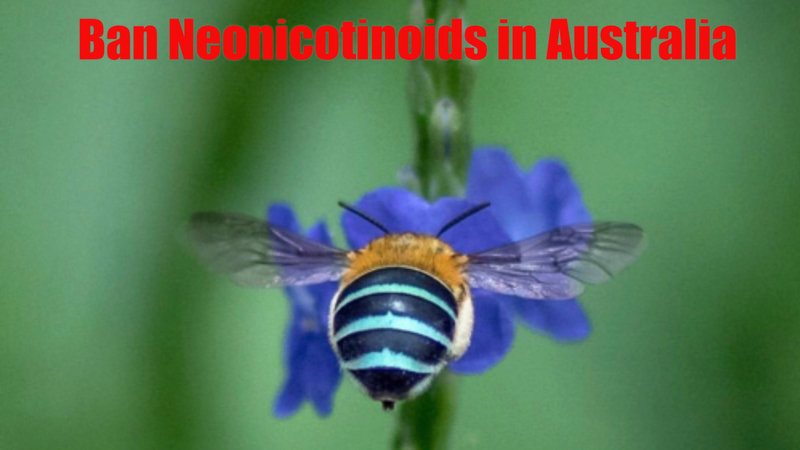 Please Sign This Petition to Ban Neonicotinoids in Australia