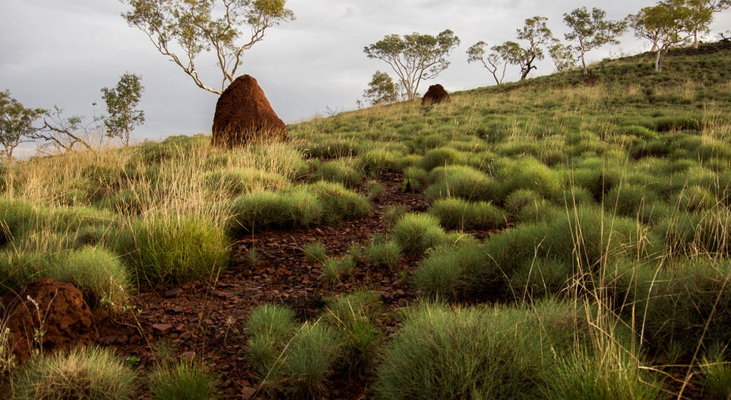 Pilbara