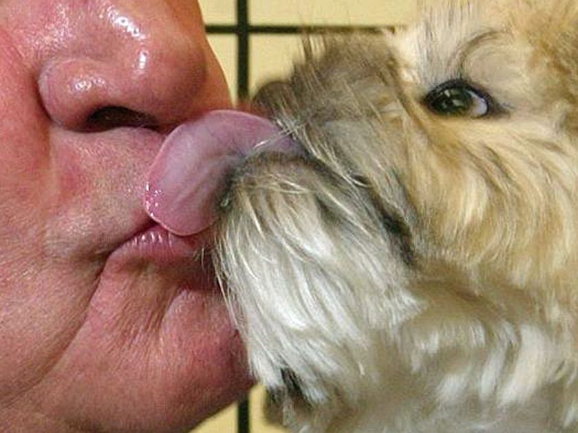 Dog Lick