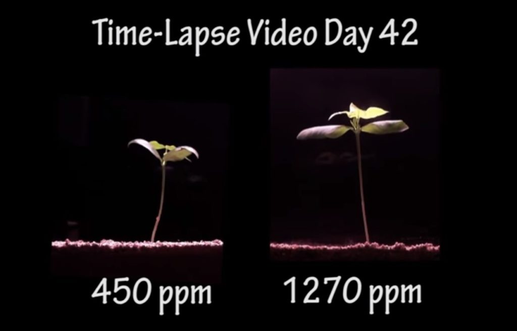 CO2 Increases Plant Growth