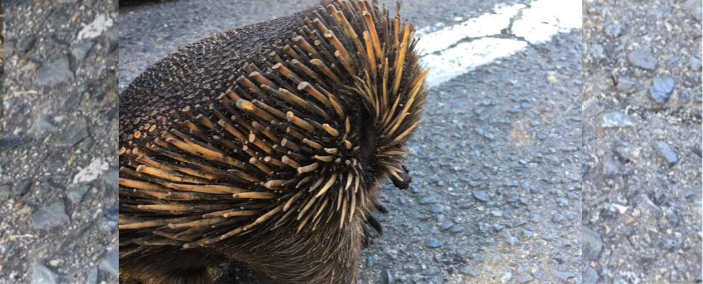 Weird Echidna