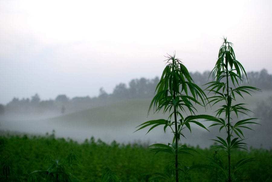 Hemp Plants