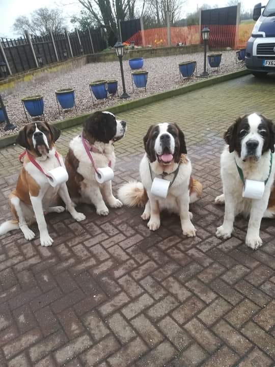 St Bernard Rescue Dogs