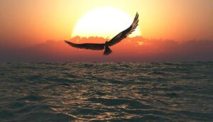 Soaring Bird