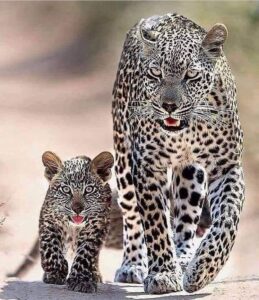 Leopard Mum And Cub