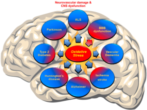 Neurovascular Damage