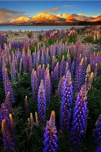 Lupines at Lake Tekapo