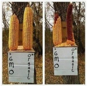 Organic vs GMO Corn