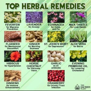 Top Herbal Remedies