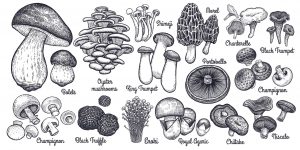 Types Of Mushrooms