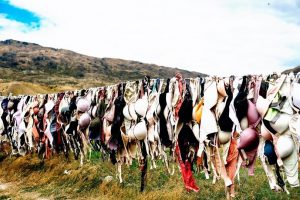 Bras On A Line