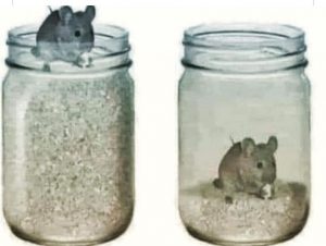 Mouse In Grain Trap