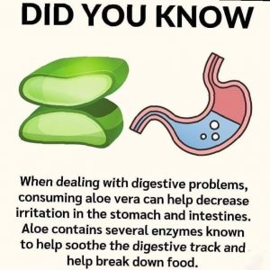 Aloe Vera Benefits