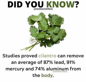 Cilantro Detoxes