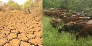 Before And After Herd Grazing